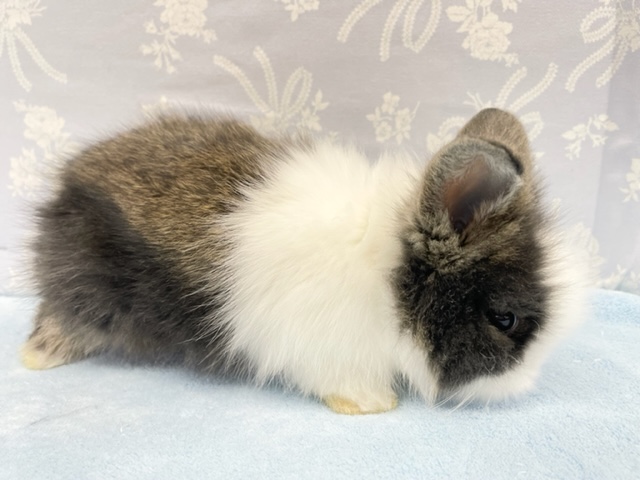 ライオンラビット