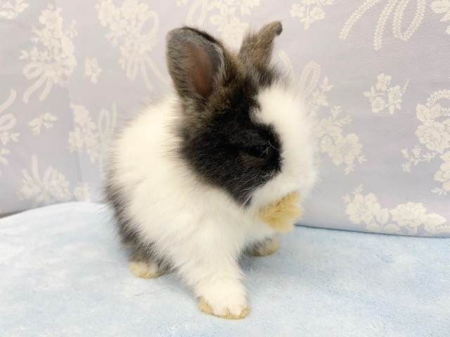 ライオンラビット