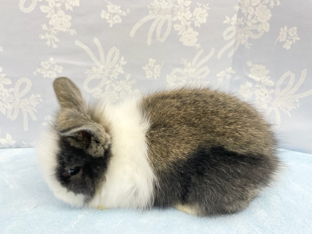 ライオンラビット