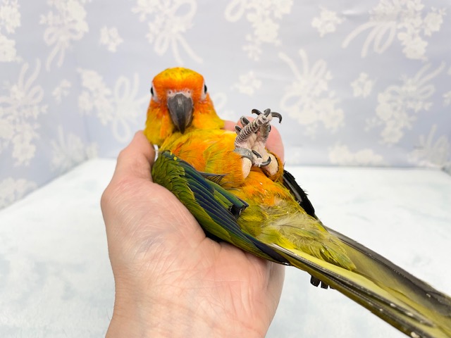 コガネメキシコインコ