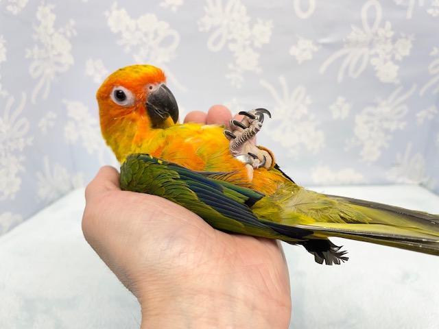 コガネメキシコインコ