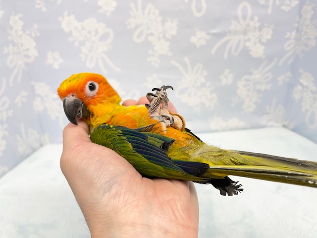 コガネメキシコインコ