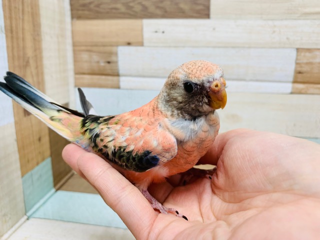 アキクサインコ（秋草インコ）