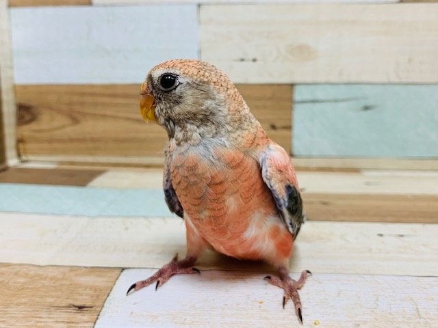 アキクサインコ（秋草インコ）