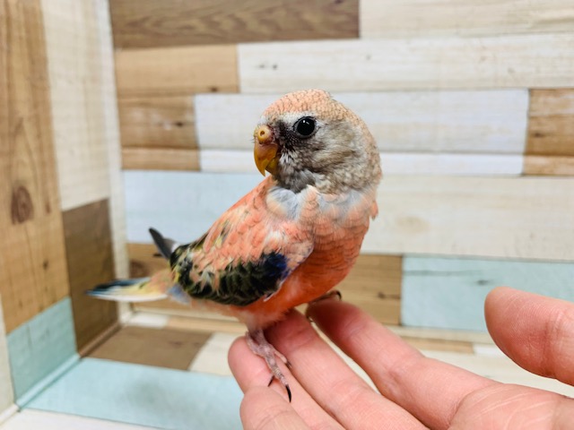 アキクサインコ（秋草インコ）