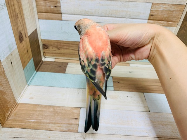 アキクサインコ（秋草インコ）