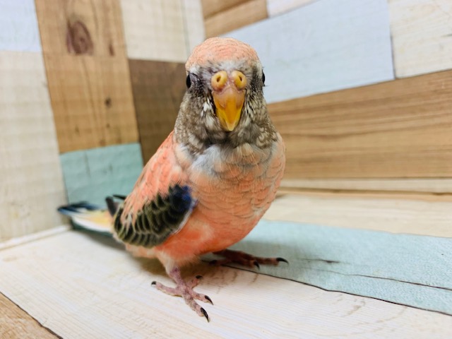 アキクサインコ（秋草インコ）
