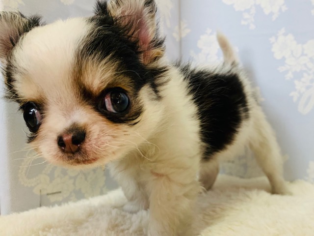 ハイテンションの元気印☆チワワくん♪ チワワ