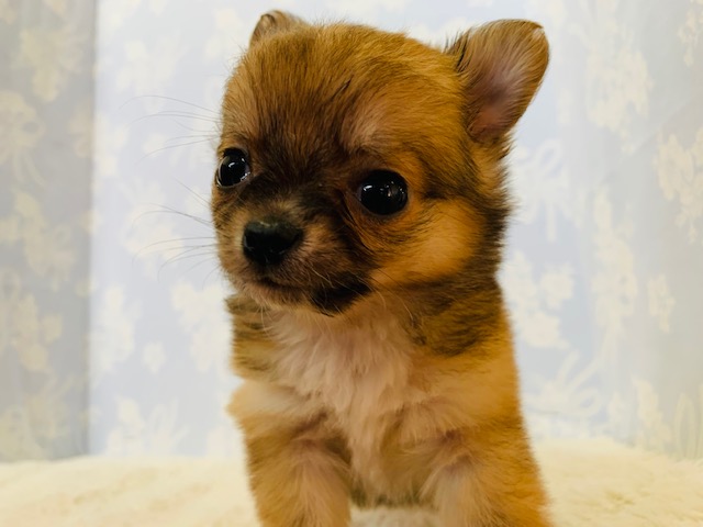 マイペースなおちびちゃん♡チワワくん!! チワワ