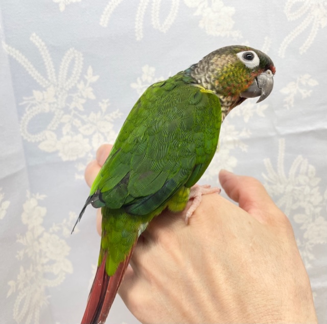 ワキコガネウロコインコ