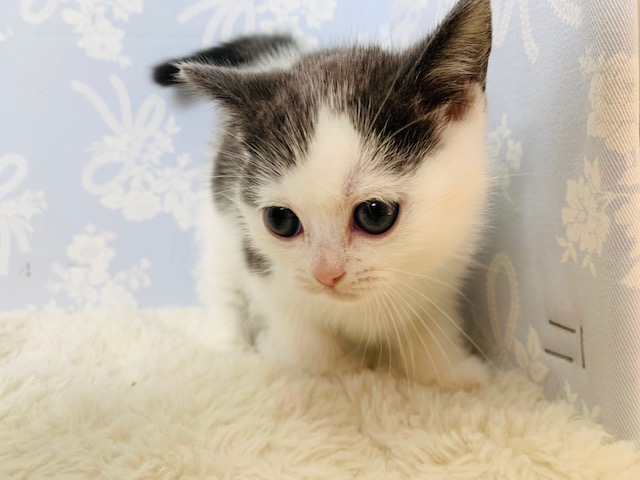 アメリカンショートヘア