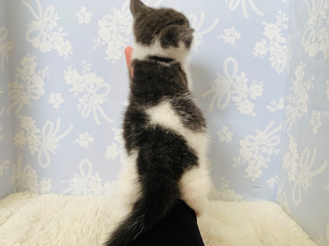 アメリカンショートヘア