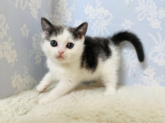 アメリカンショートヘア