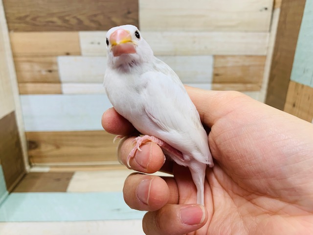 白文鳥