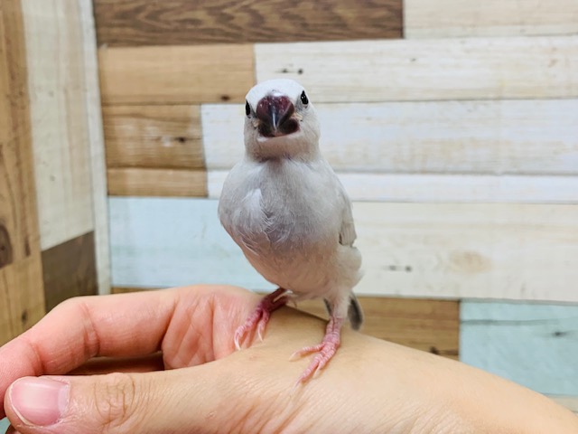 シルバー文鳥