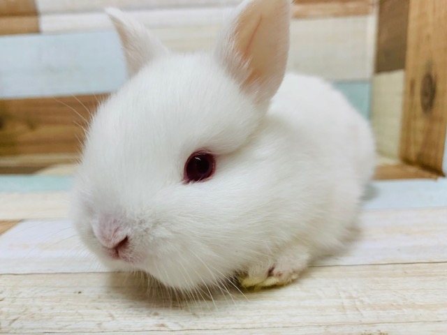 ネザーランドドワーフ