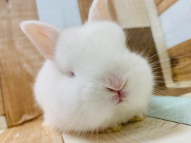 ネザーランドドワーフ