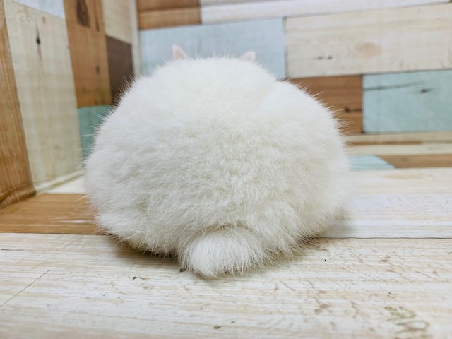 ネザーランドドワーフ