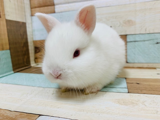 ネザーランドドワーフ