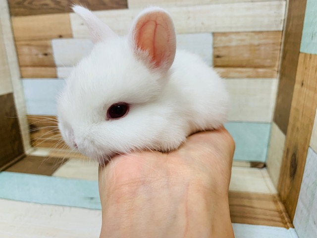 ネザーランドドワーフ