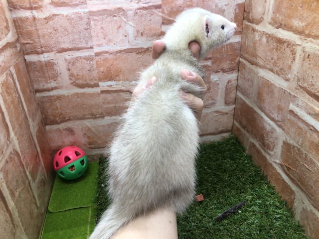 フェレット