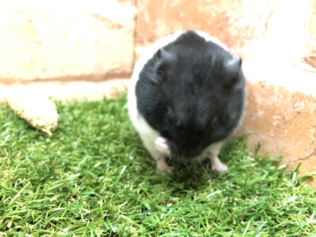 ゴールデンハムスター