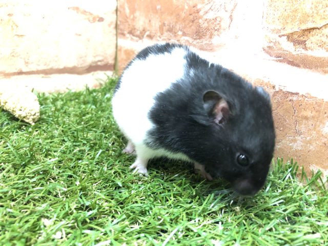 ゴールデンハムスター