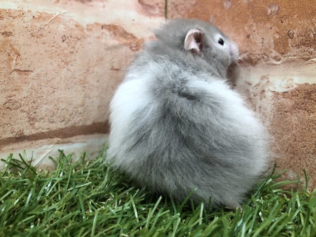 ゴールデンハムスター