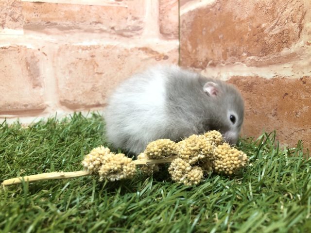 ゴールデンハムスター