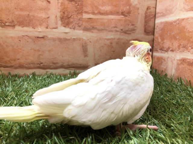 オカメインコ