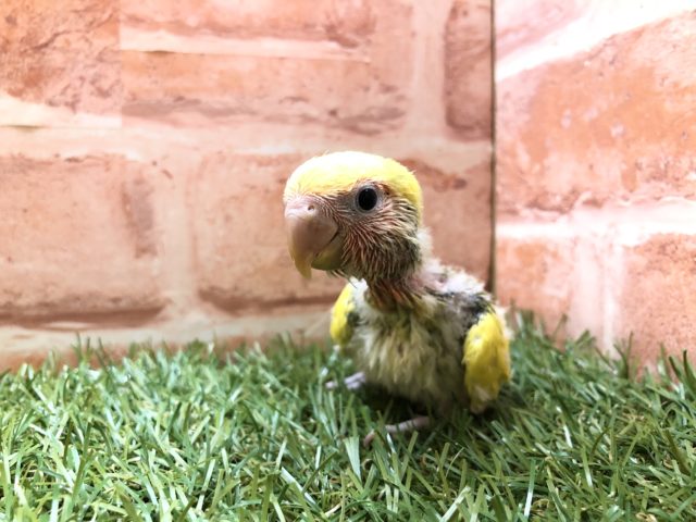 コザクラインコ（小桜インコ）