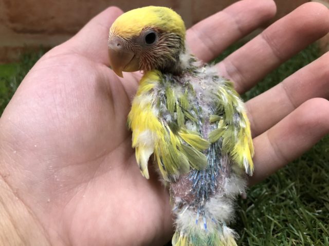 コザクラインコ（小桜インコ）