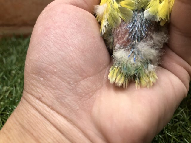 コザクラインコ（小桜インコ）