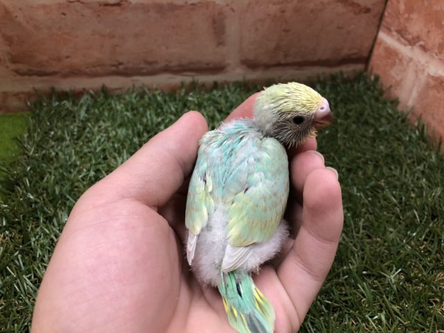 セキセイインコ
