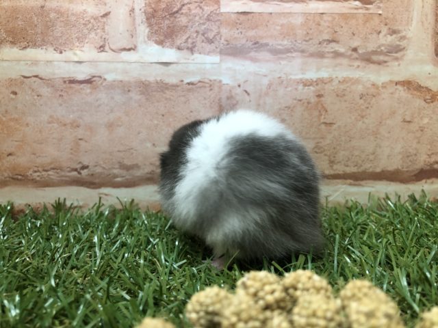 ゴールデンハムスター