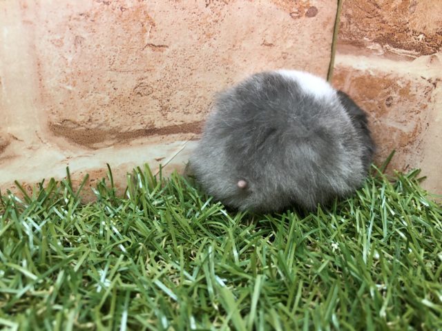 ゴールデンハムスター