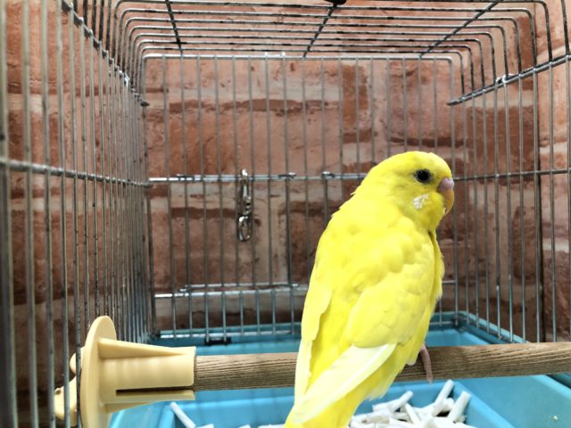 セキセイインコ