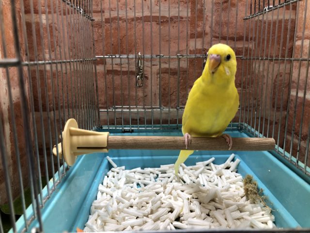 セキセイインコ