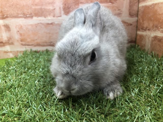 ネザーランドドワーフ