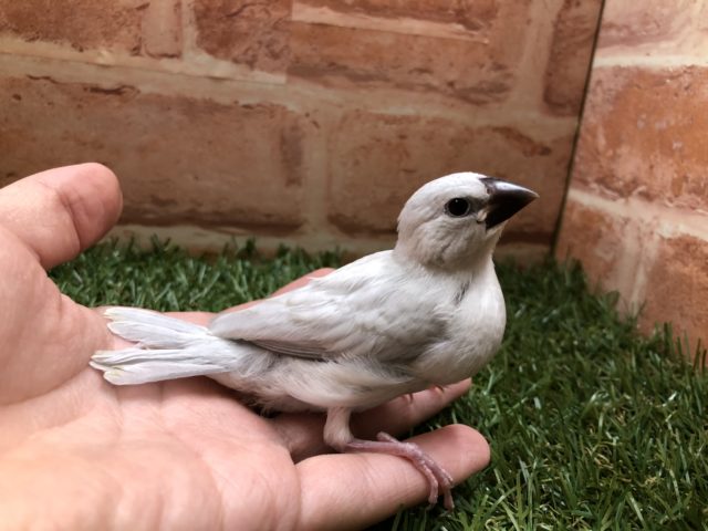 シルバー文鳥