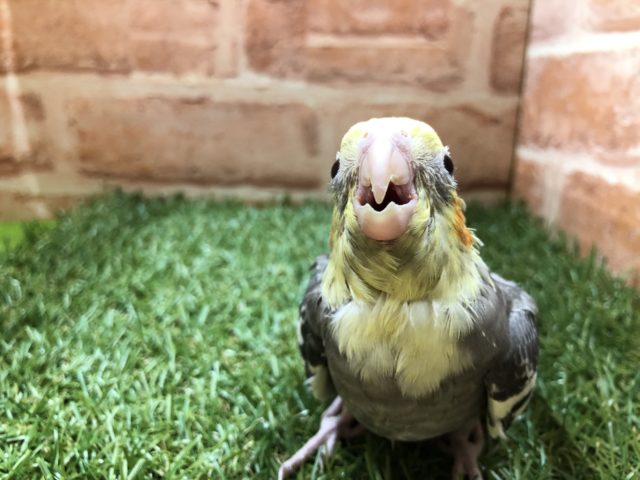 オカメインコ