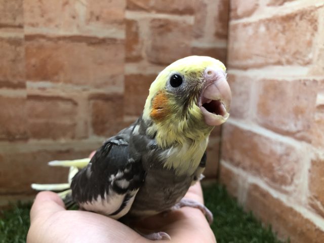 オカメインコ