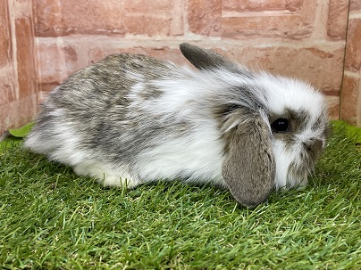 ロップイヤーラビット