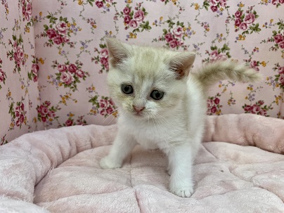 スコティッシュフォールド