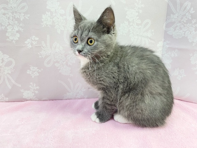 スコティッシュフォールド