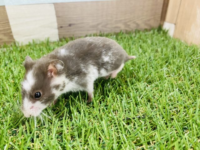 ゴールデンハムスター