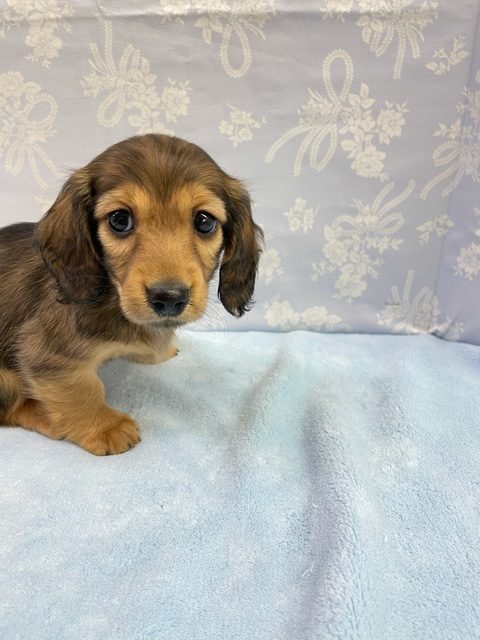 ミニチュアダックス