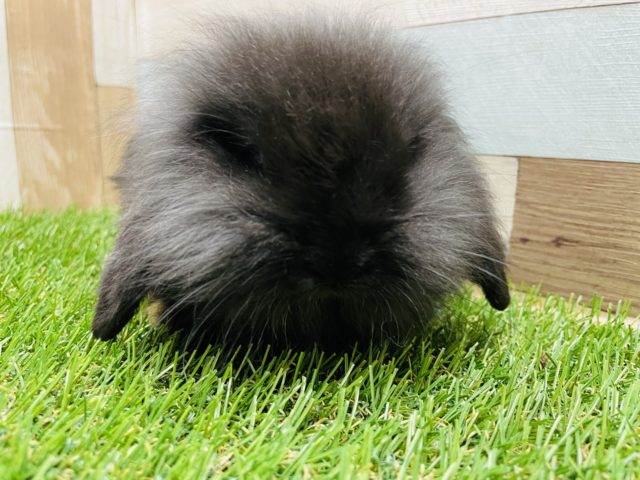 ロップイヤーラビット