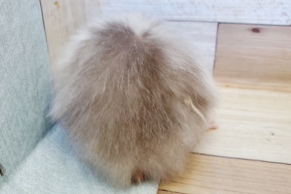 ゴールデンハムスター