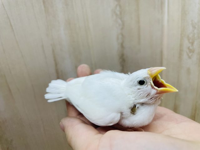 白文鳥